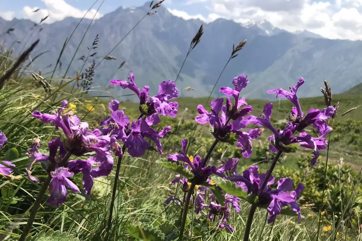 The Kazbegi National Park in the Greater Caucasus